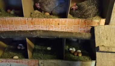 kaimo vištos padeda tris dešimtis
