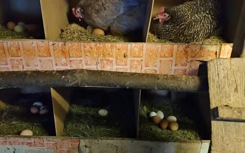 kaimo vištos padeda tris dešimtis