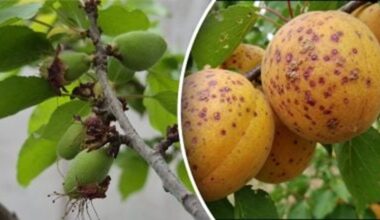 abrikosų medžiai pastebėtas grybas