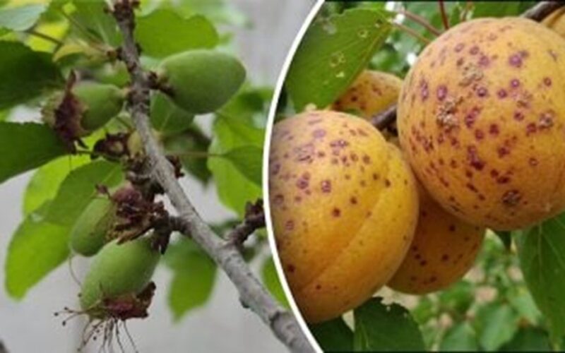 abrikosų medžiai pastebėtas grybas