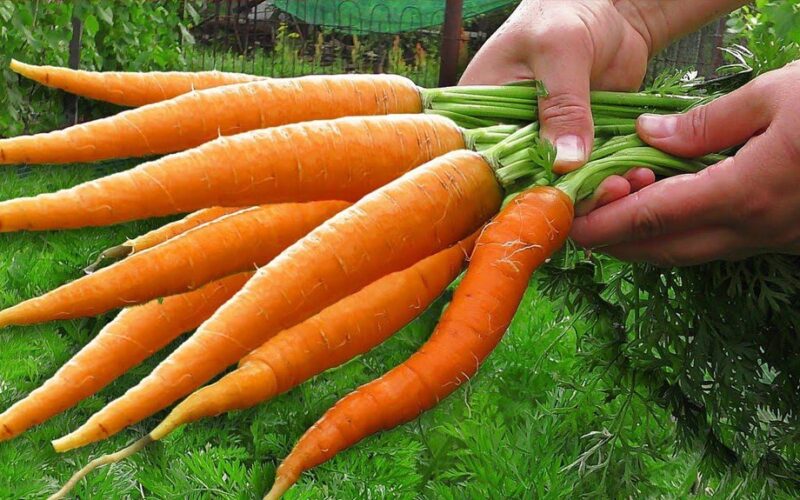 Morkos apsaugo nuo morkinių muselių
