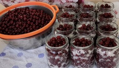 saugotos vyšnios žiemai