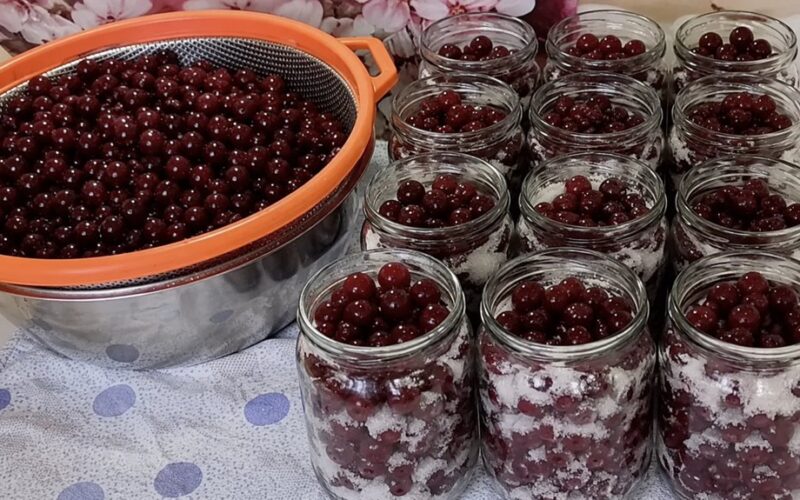 saugotos vyšnios žiemai