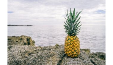 močiutė augino bendrą ananasą