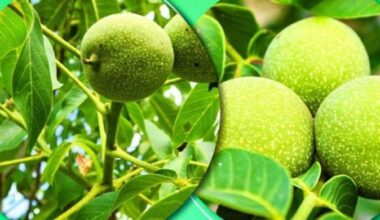 žaliųjų graikinių riešutų džemas, daug vitamino C