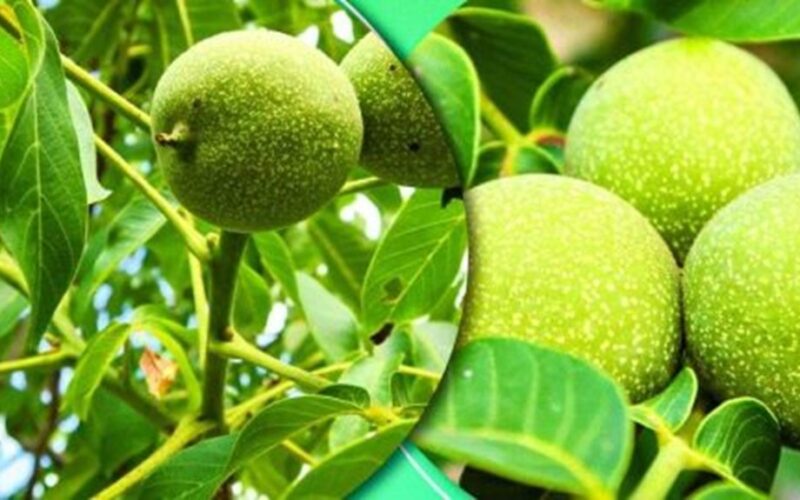 žaliųjų graikinių riešutų džemas, daug vitamino C