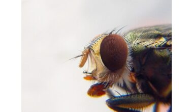 atskleisti gamtos skonio pageidavimai
