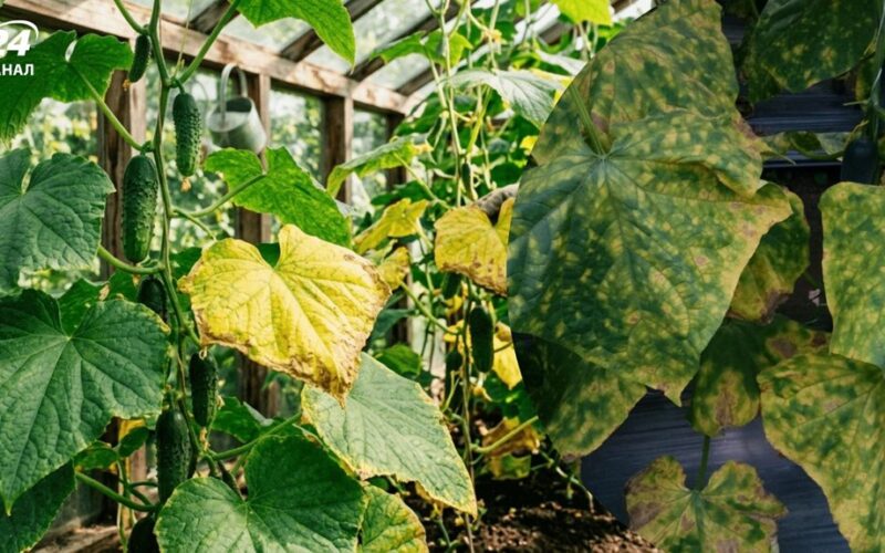 vienas kubelis atgaivina agurkų lapus