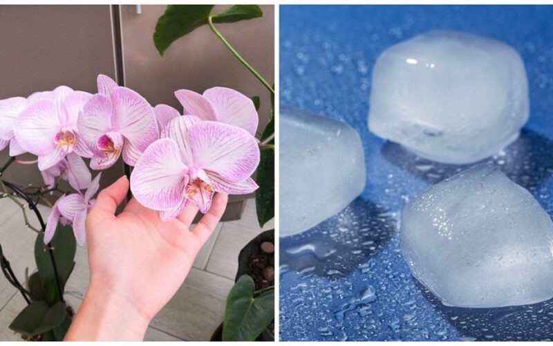 orchidėjos vazonuose debatas