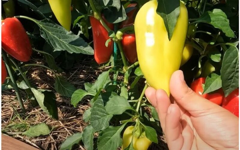 nuskinkite paprikas prieš joms visiškai paraudonėjant
