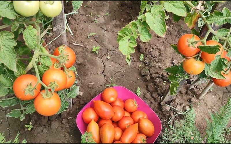dirvožemio dezinfekcija po derliaus nuėmimo