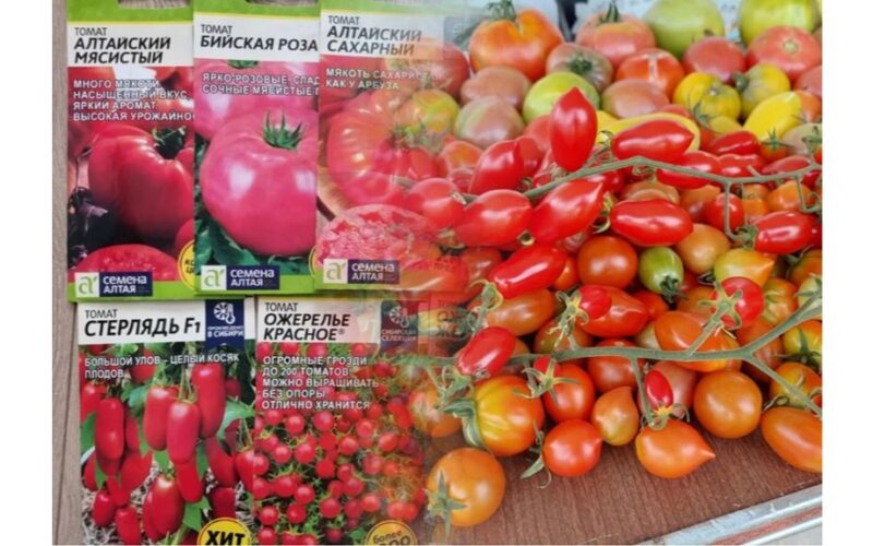 pomidorų sėklos duoda 10 kg