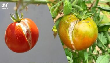 pomidorai suskilinėja ant vynmedžio