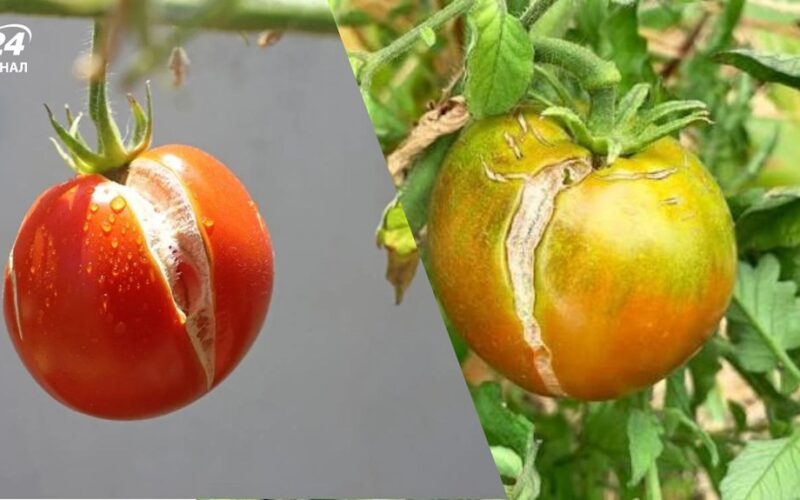 pomidorai suskilinėja ant vynmedžio