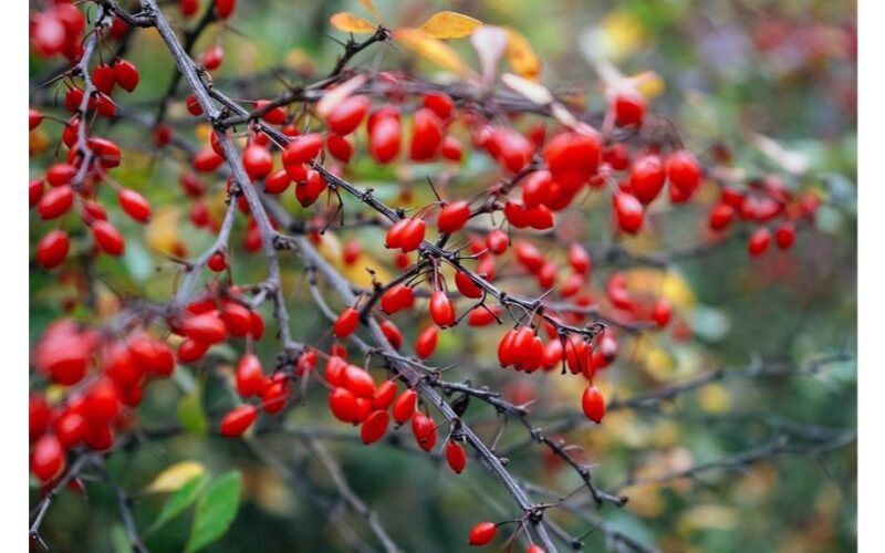 penki geriausi rudens uogakrūmiai