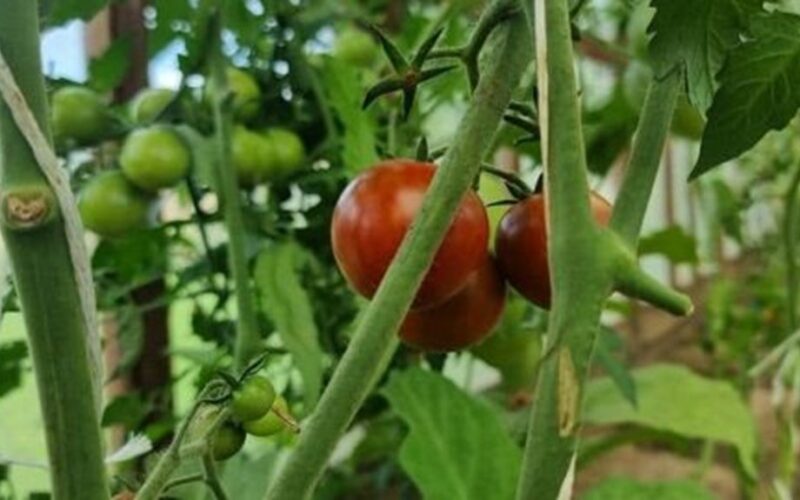 pomidorų viršūnių genėjimas ties aukštais pomidorais