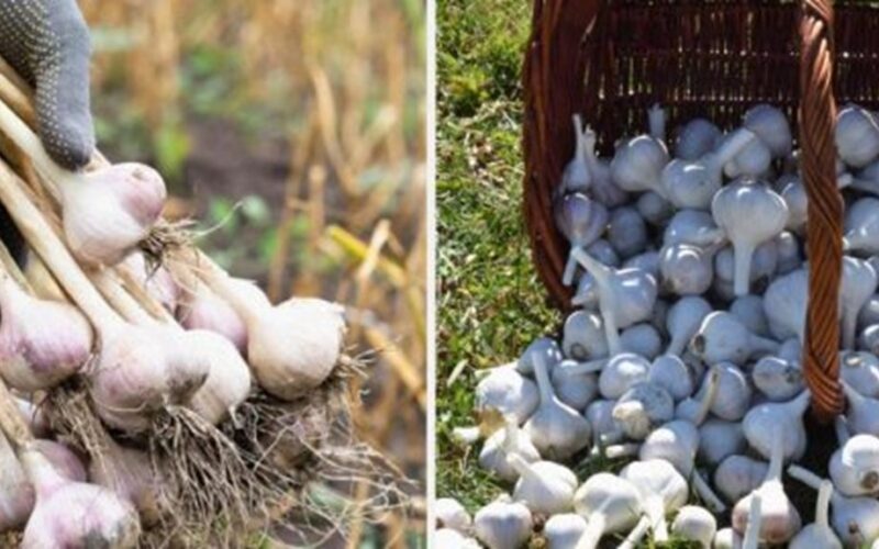 žieminių česnakų derliaus nuėmimo laikas