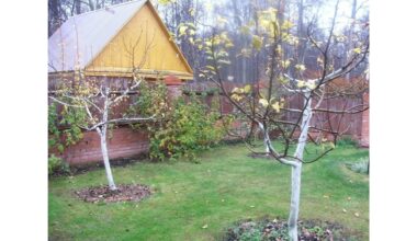 rudens sodo kenkėjų kontrolė