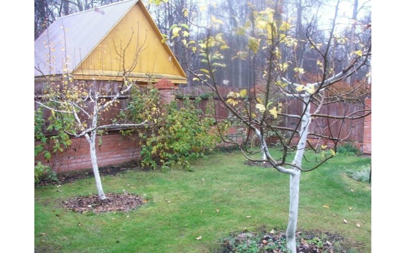 rudens sodo kenkėjų kontrolė