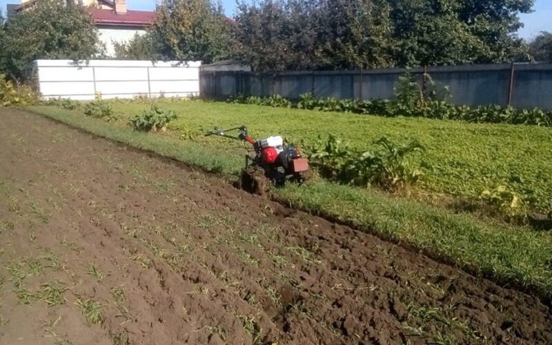 nesudėtinga sodininkystė gausūs derliai