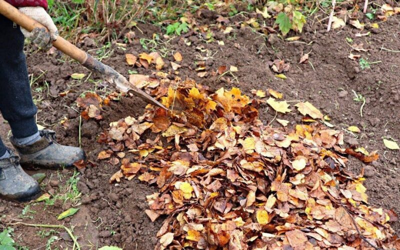 nemokamas kompostas iš lapų