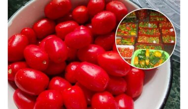 švieži pomidorai išsilaiko ilgiau