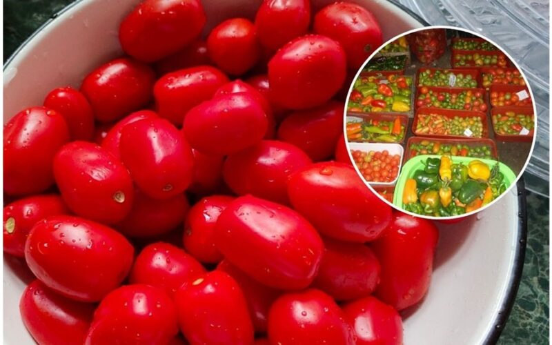švieži pomidorai išsilaiko ilgiau
