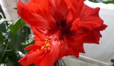 hibisko priežiūra žydėjimui
