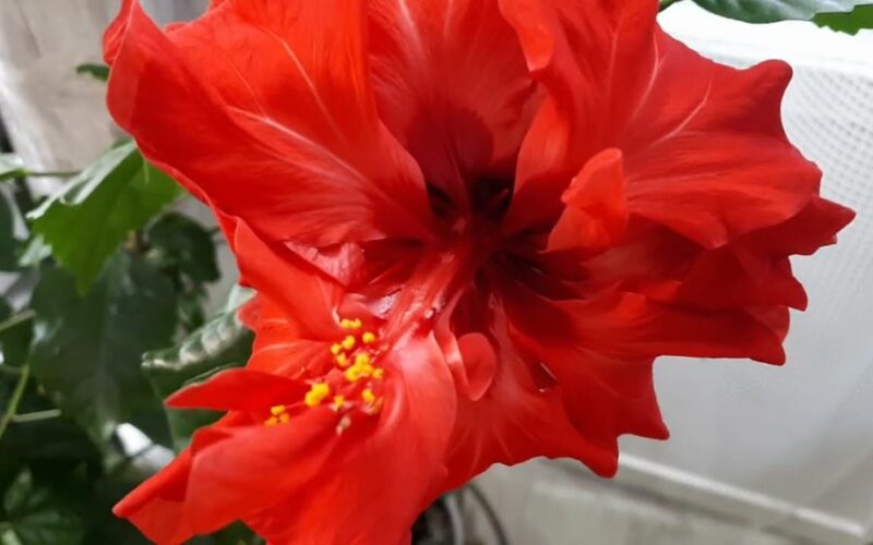 hibisko priežiūra žydėjimui