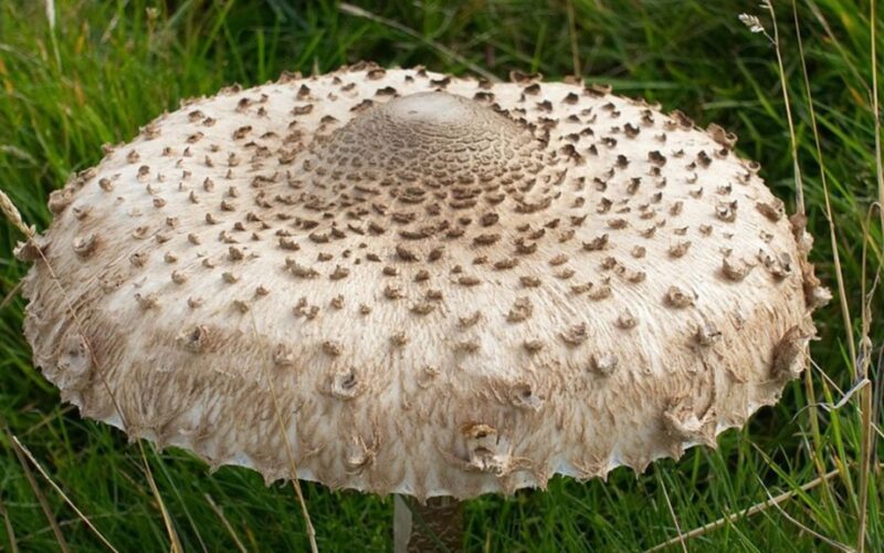 saugiai atpažįstant valgomuosius grybus