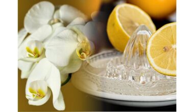 Orchidėja pražysta netikėtai ryškiai