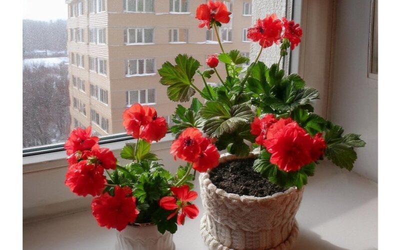 pelargonija žydi su tabletėmis