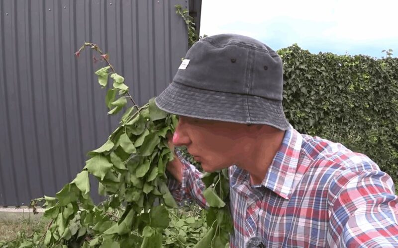 galingos sodo trąšos pagamintos