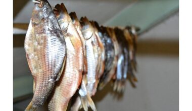 tinkama žuvies džiovinimo technika