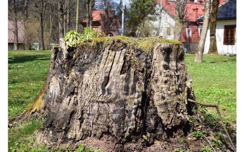 Kelmų šalinimas glumina sodininkus
