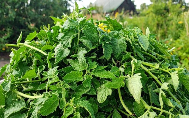 naudokite pomidorų viršūnes kūrybiškai
