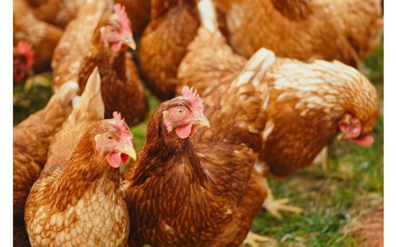 vitaminų infuzija didina kiaušinių dėjimą