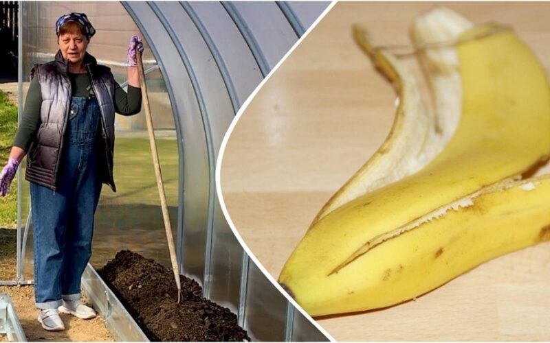 žiemos banano žievelės malonumas