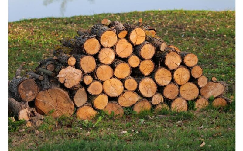 rudens miško malkų rinkimas