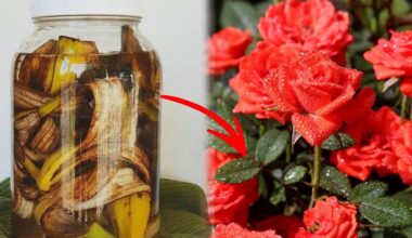 bananai skatina rožių žydėjimą