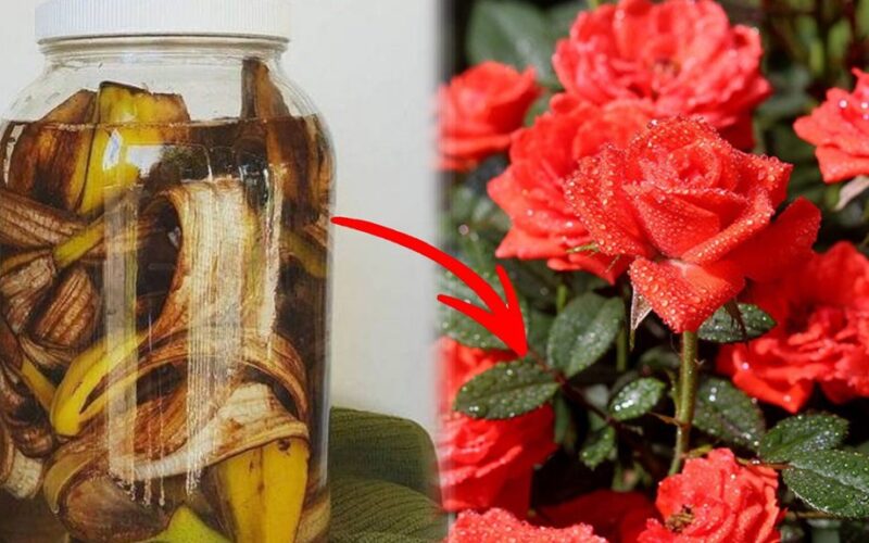 bananai skatina rožių žydėjimą