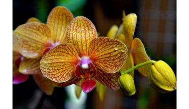 žydinčios orchidėjos žiemą