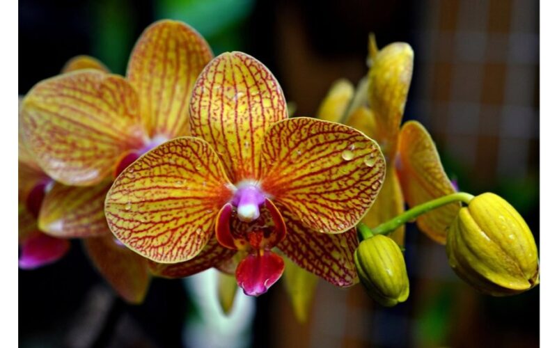 žydinčios orchidėjos žiemą