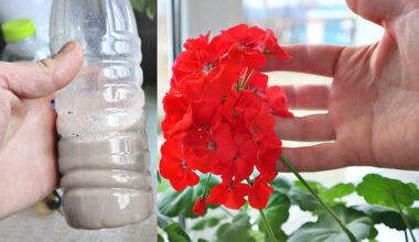 veiksmingas mišinys pelargonijoms