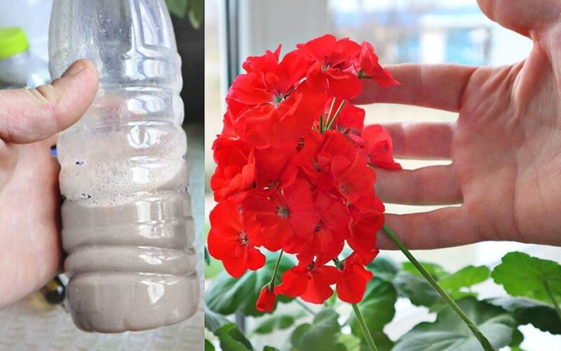veiksmingas mišinys pelargonijoms