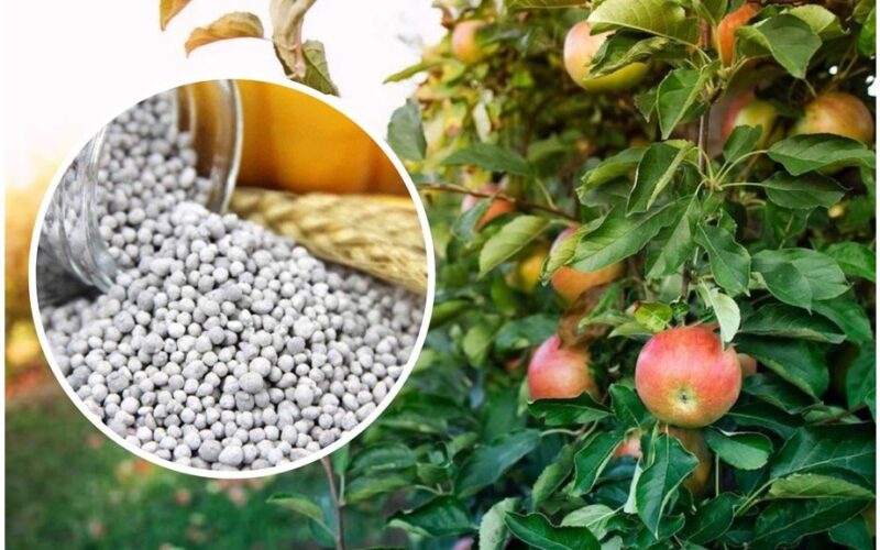 rudeninio superfosfato tręšimo klaidos