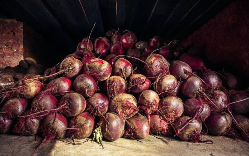 šviežių burokėlių laikymo būdai
