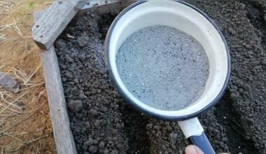 česnakų ir svogūnų apsauga