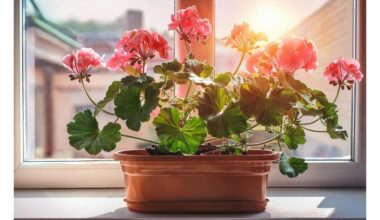 maistinės trąšos pelargonijoms