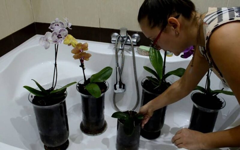 tinkamas orchidėjų laistymas